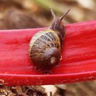 Escargot sur betterave rouge