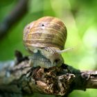 Escargot sur sa branche