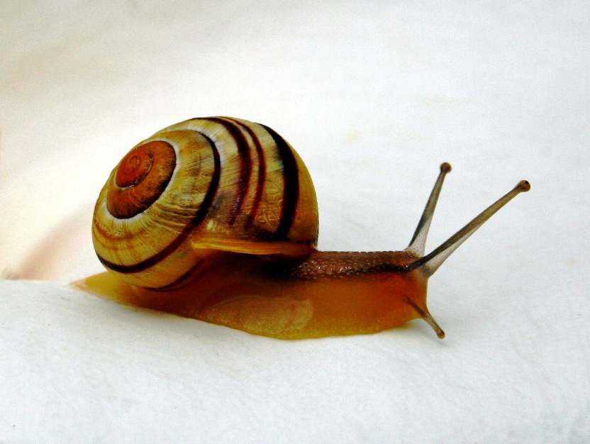 Escargot sur une fleur blache