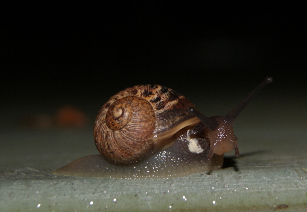 Escargot visiteur