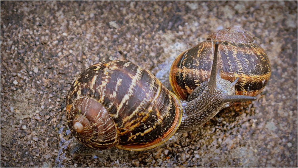 escargots