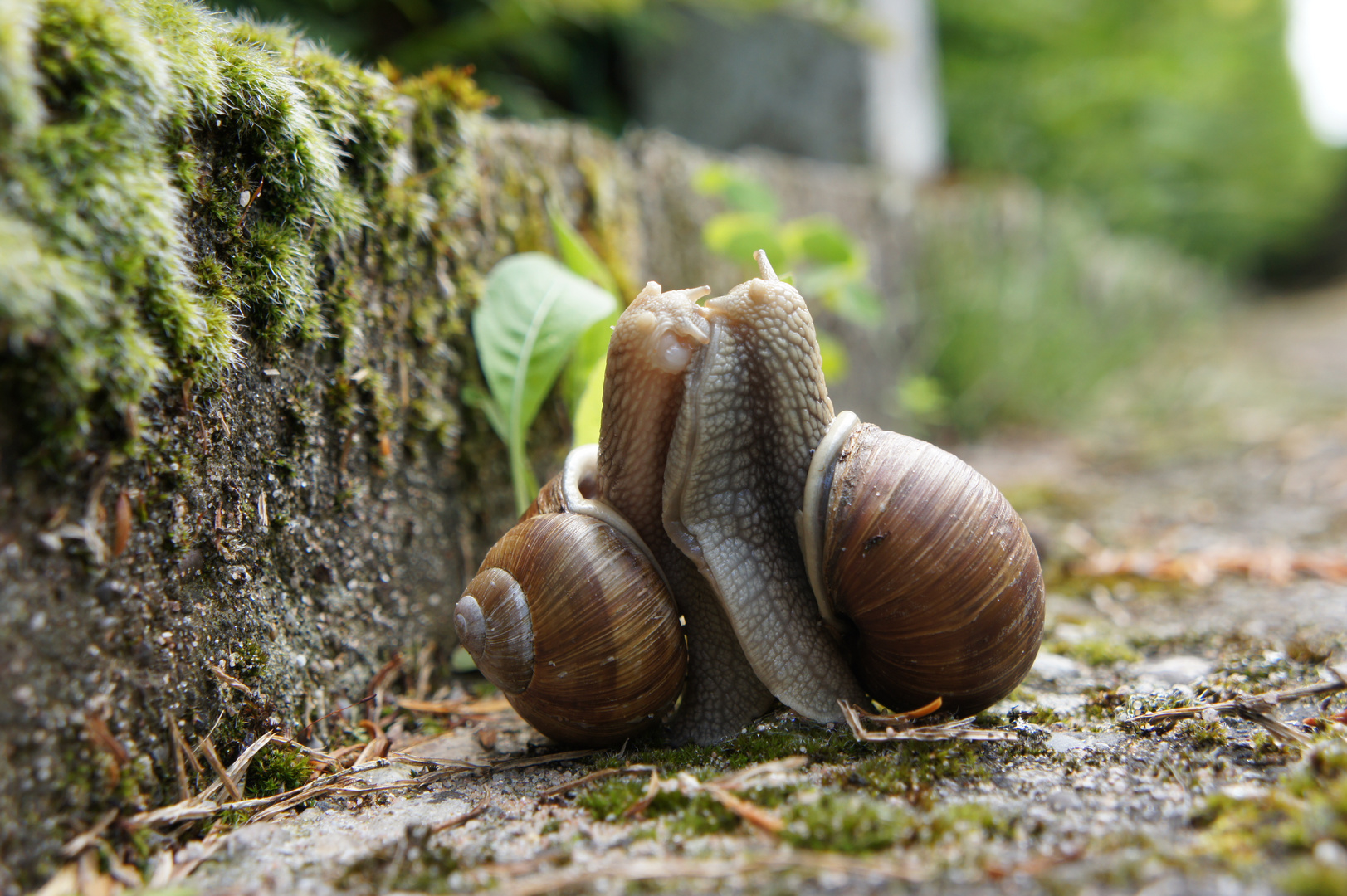 Escargots amoureux photo et image macro nature, macro mollusques, escargots Images Escargots amoureux photo et image macro nature, macro mollusques, escargots Images