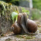 Escargots amoureux