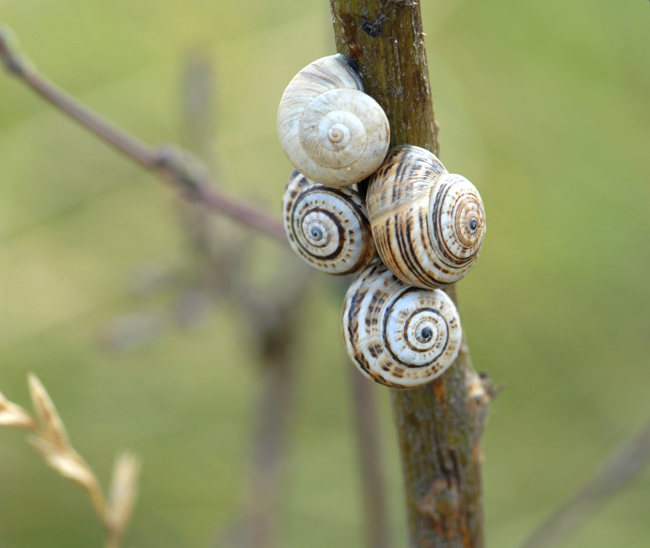 ESCARGOTS DES DUNES SUR UNE TIGE