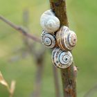 ESCARGOTS DES DUNES SUR UNE TIGE