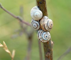 ESCARGOTS DES DUNES SUR UNE TIGE