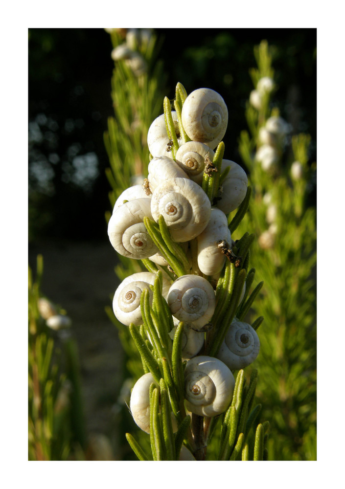 Escargots haut perchés