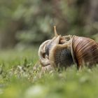 escargots_0421