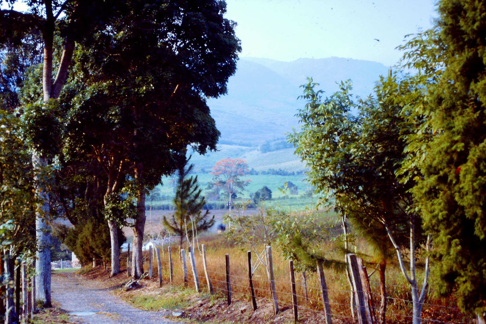 Escena Campestre en los Andes Venezolanos