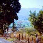 Escena Campestre en los Andes Venezolanos