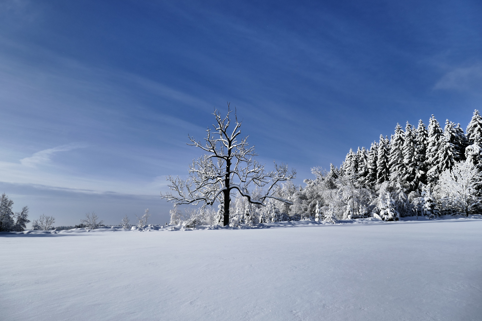 Esche 2021 im Schnee 