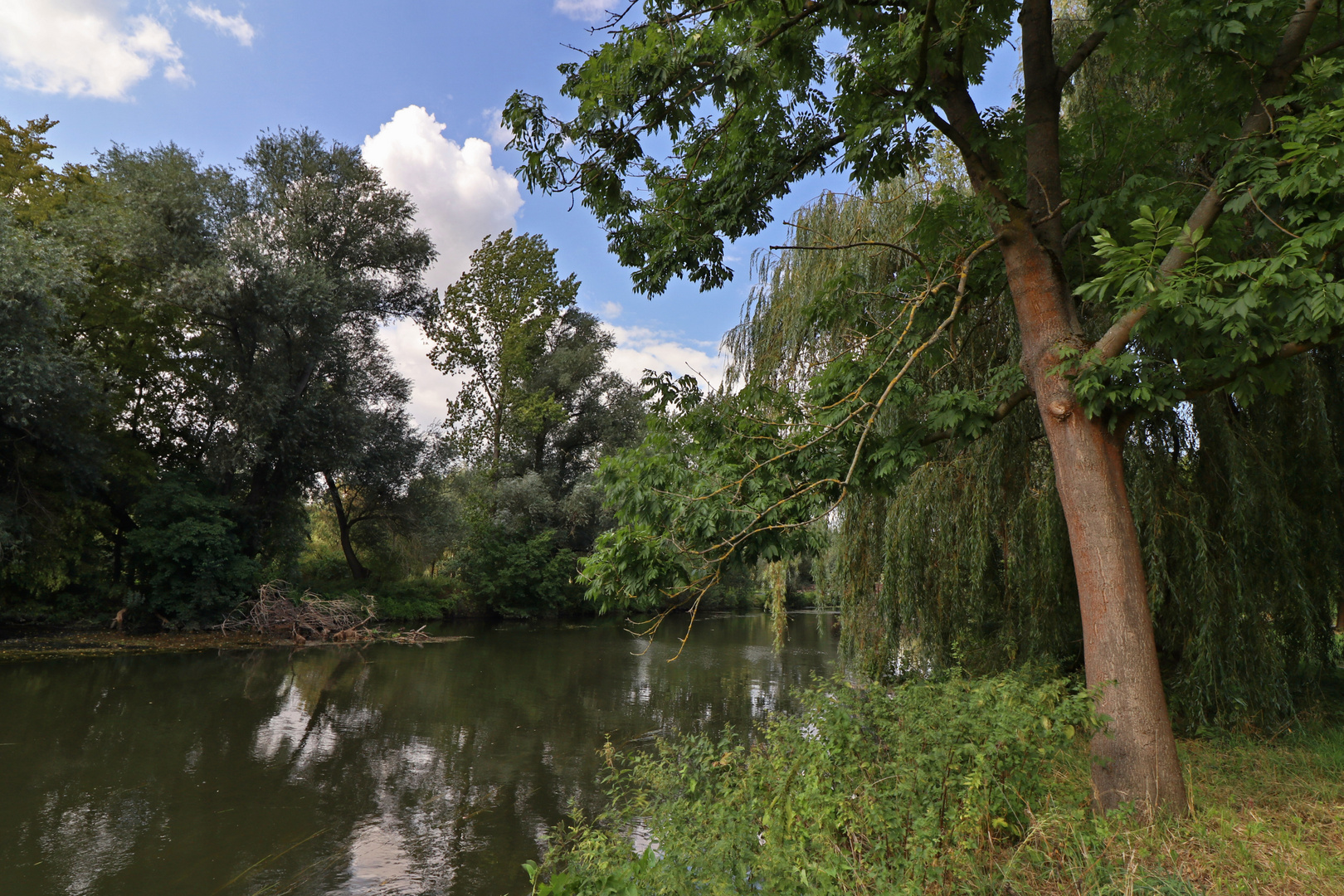 Esche am Fluss Foto & Bild landschaften, sommer, wasser Bilder auf