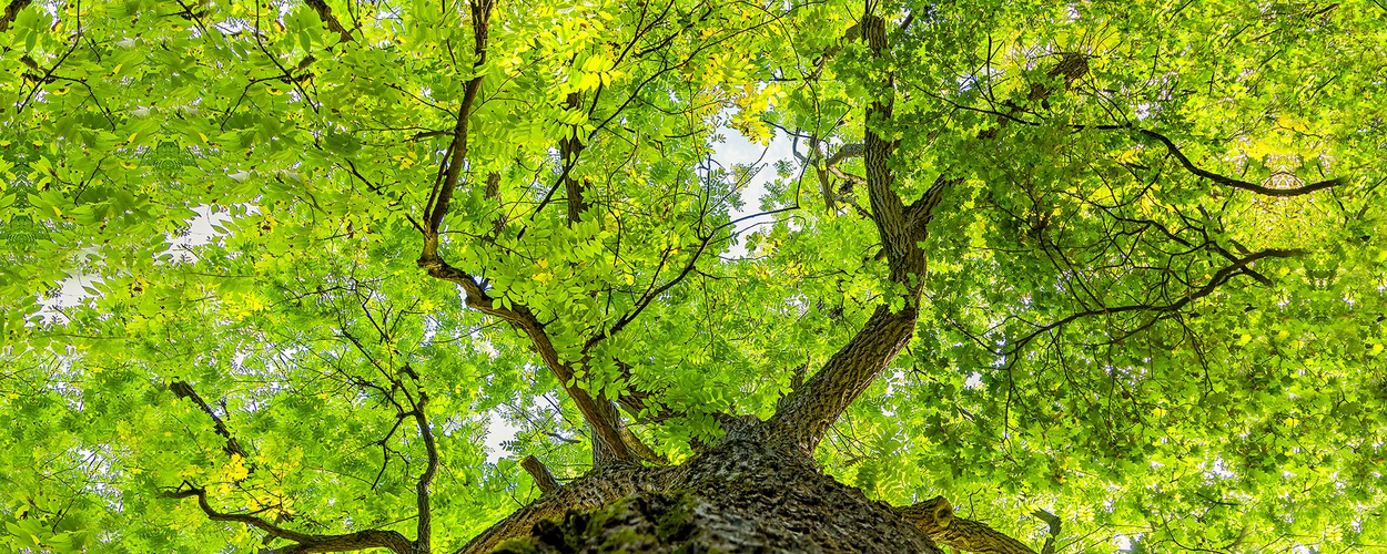 Esche im Sommer