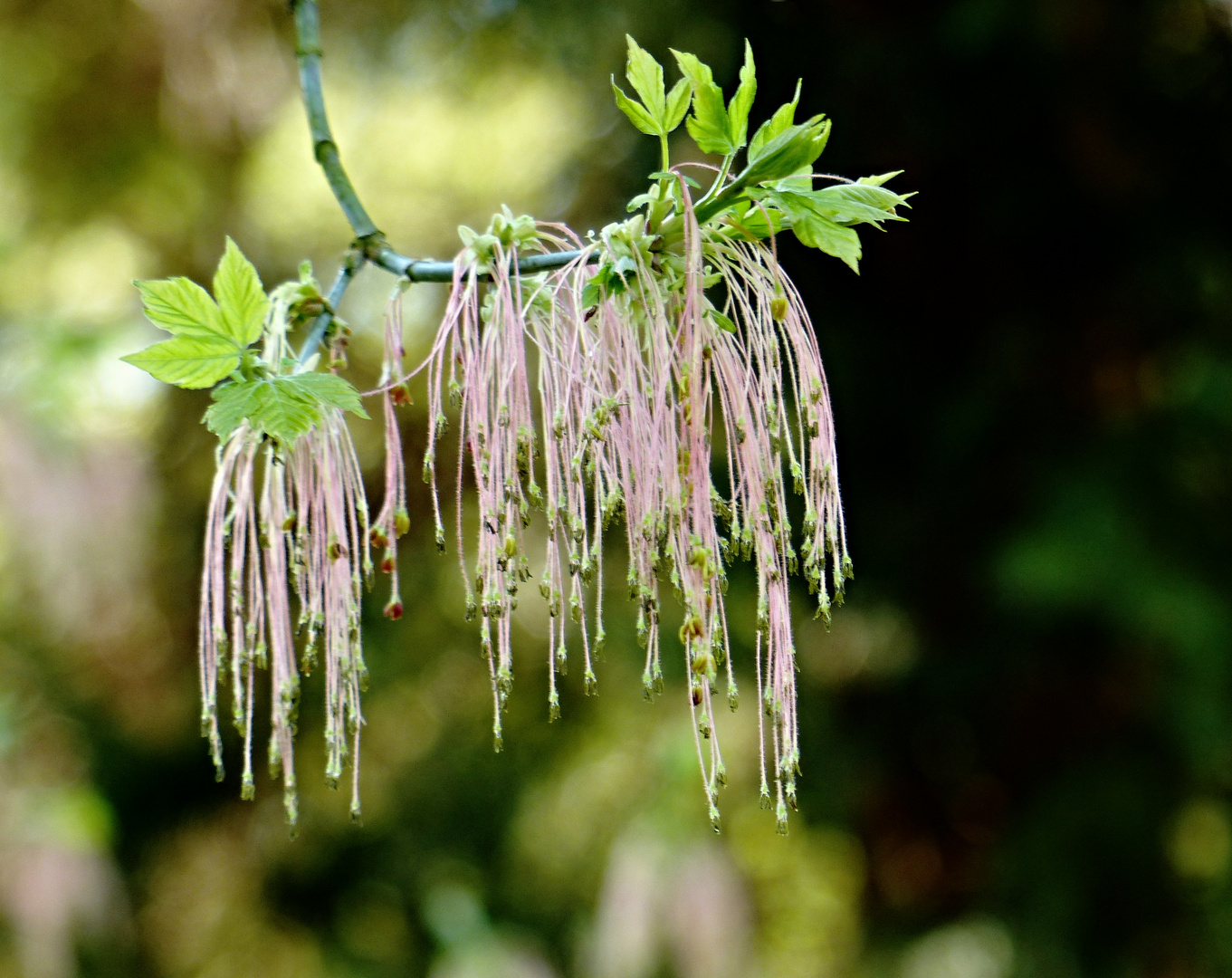 Eschen Ahorn (Acer negundo)