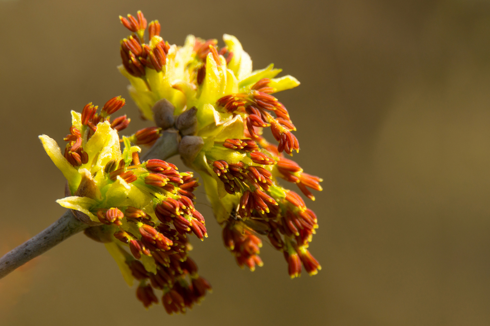 Eschen-Ahorn-Blüte