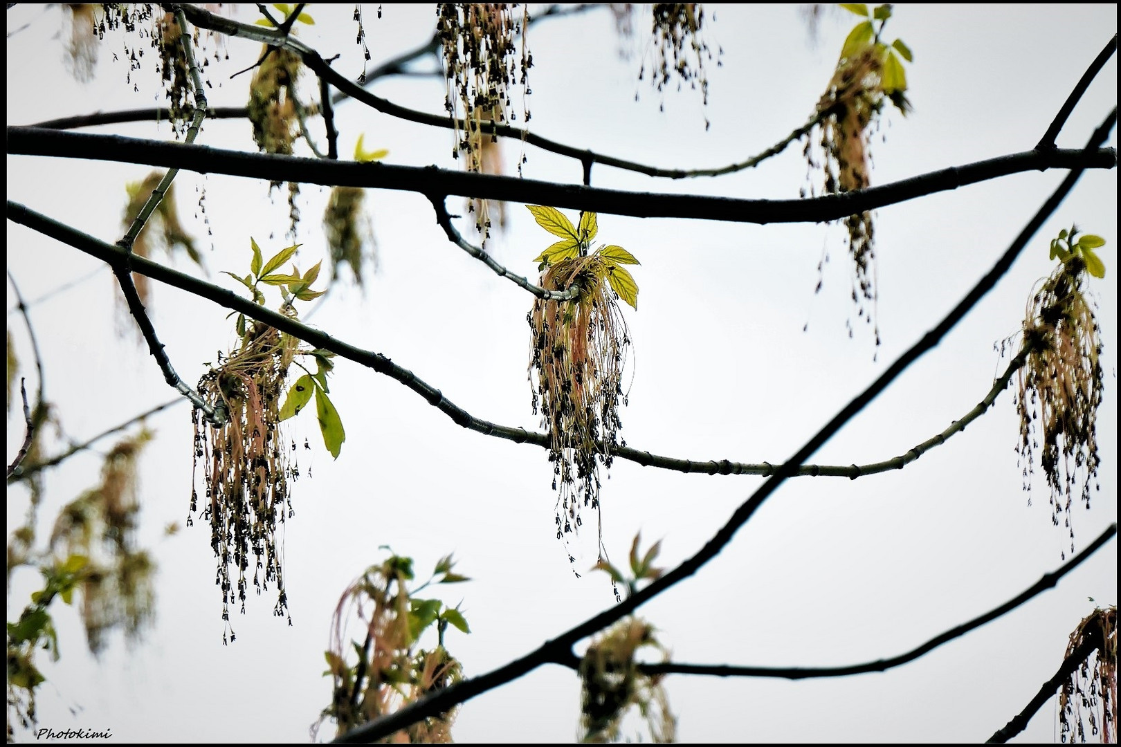 Eschen-Ahorn mit männlichen Blüten (Staubblättern)