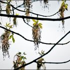 Eschen-Ahorn mit männlichen Blüten (Staubblättern)