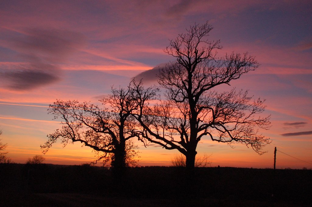 Eschen im Abendrot