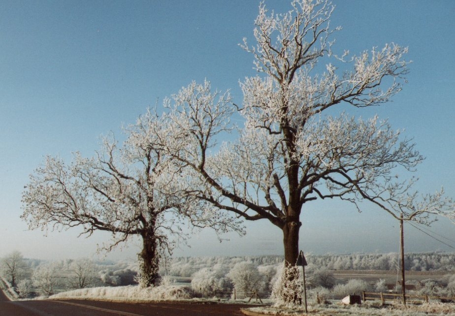 Eschen mit Rauhreif