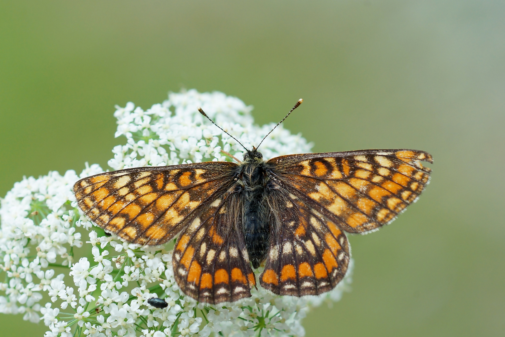 Eschen-Scheckenfalter (Euphydryas maturna)