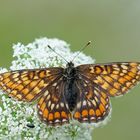 Eschen-Scheckenfalter (Euphydryas maturna)