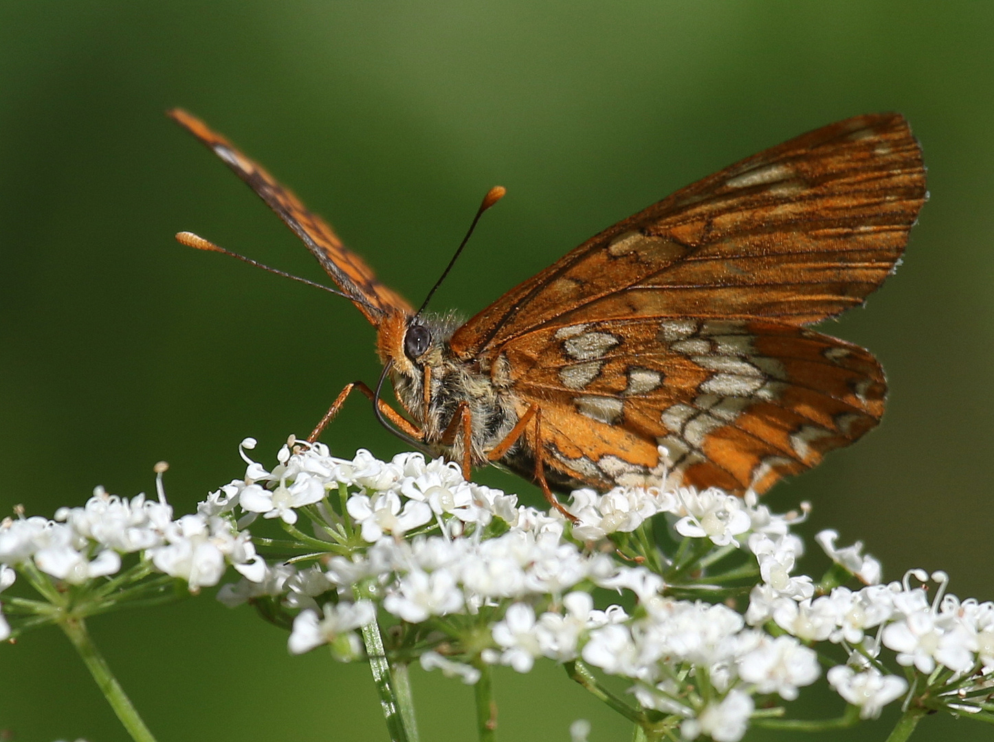 Eschen-Scheckenfalter, Euphydryas maturna