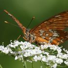 Eschen-Scheckenfalter, Euphydryas maturna