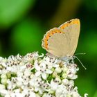 Eschen-Zipfelfalter (Laeosopis roboris)