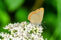 Eschen-Zipfelfalter (Laeosopis roboris)