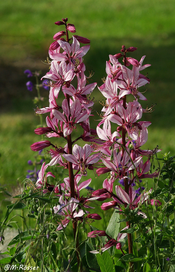 Eschenblättriger Diptam (Dictamnus albus)