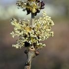 Eschenblüte an der Inde