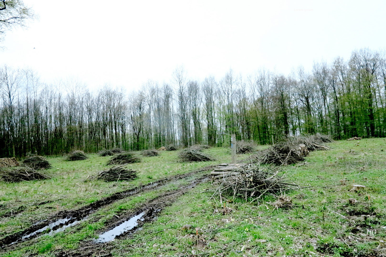 Eschenplatz nach der Rodung