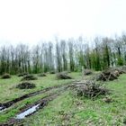 Eschenplatz nach der Rodung