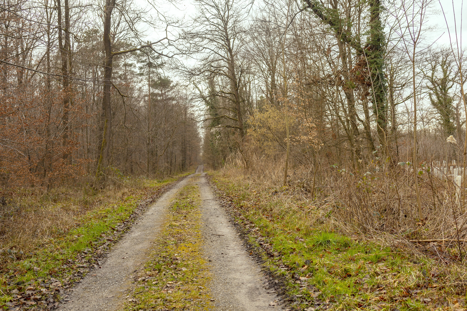 Eschenrodung im Gemeindewald Ubstadt-Weiher