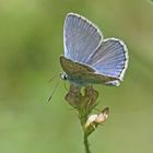 Escher-Bläuling (Polyommatus escheri), Männchen