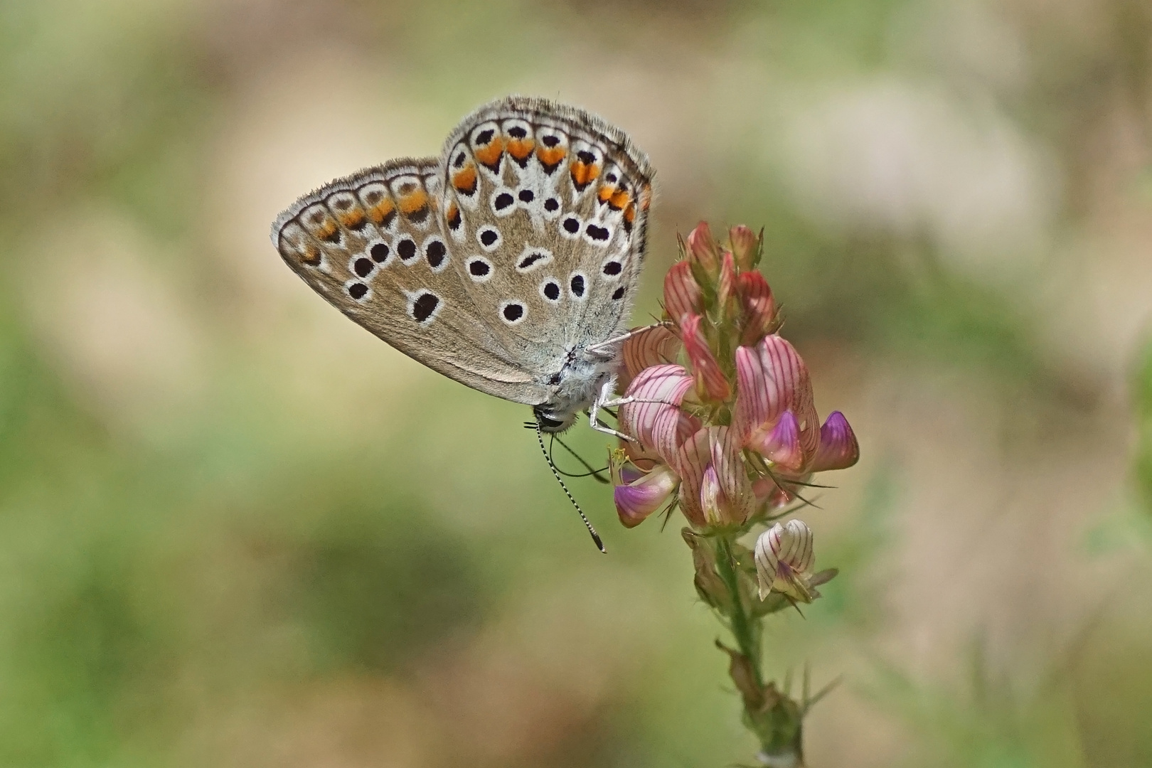 Escher-Bläuling (Polyommatus escheri), Weibchen