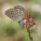 Escher-Bläuling (Polyommatus escheri), Weibchen