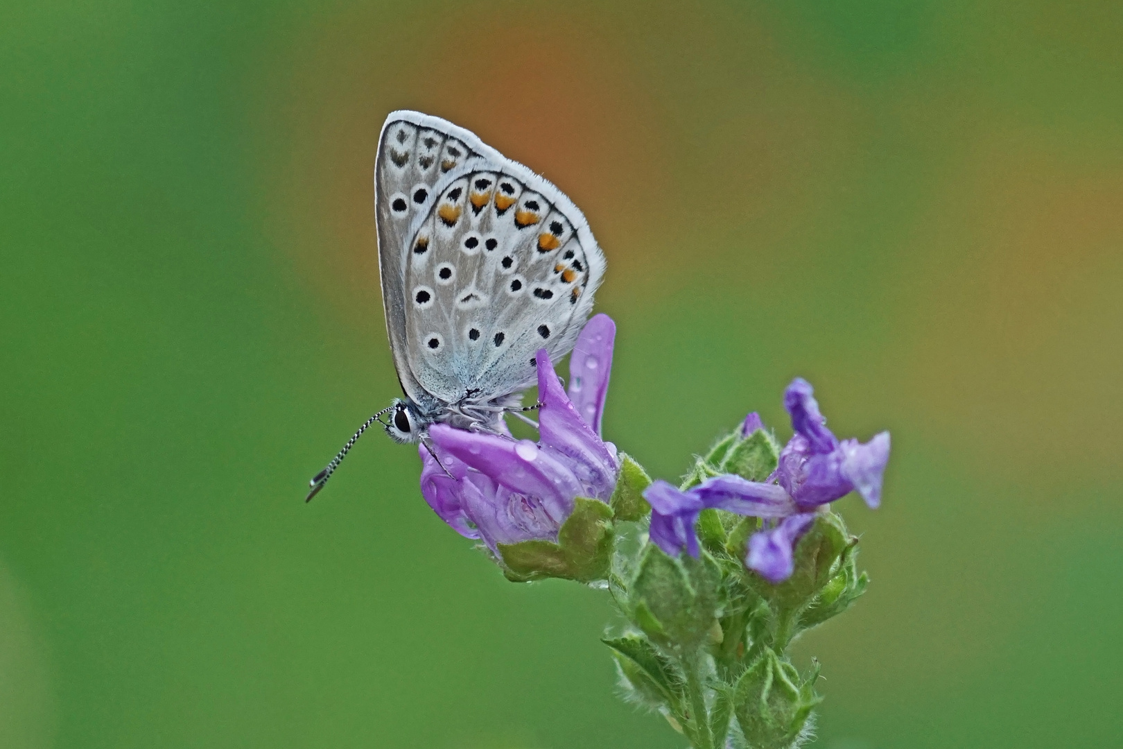 Eschers-Bläuling (Polyommatus escheri), Männchen