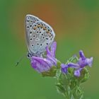 Eschers-Bläuling (Polyommatus escheri), Männchen