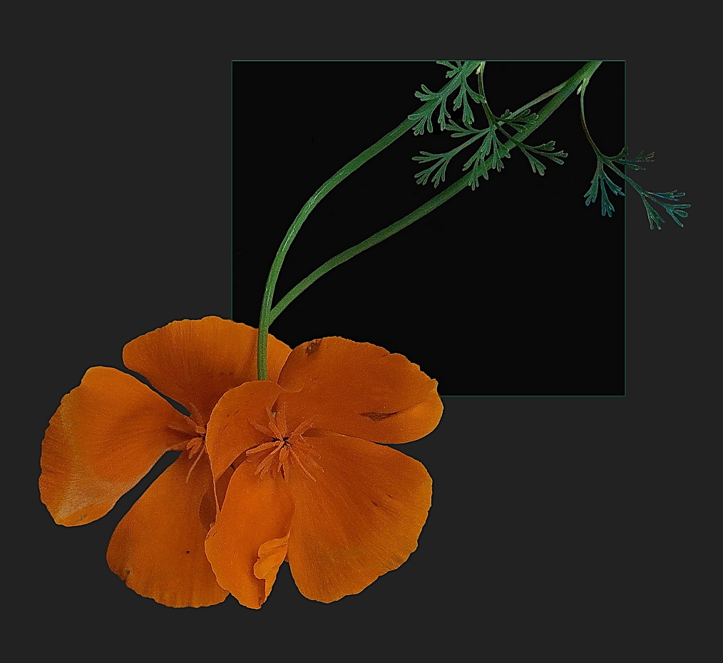 Eschscholzia