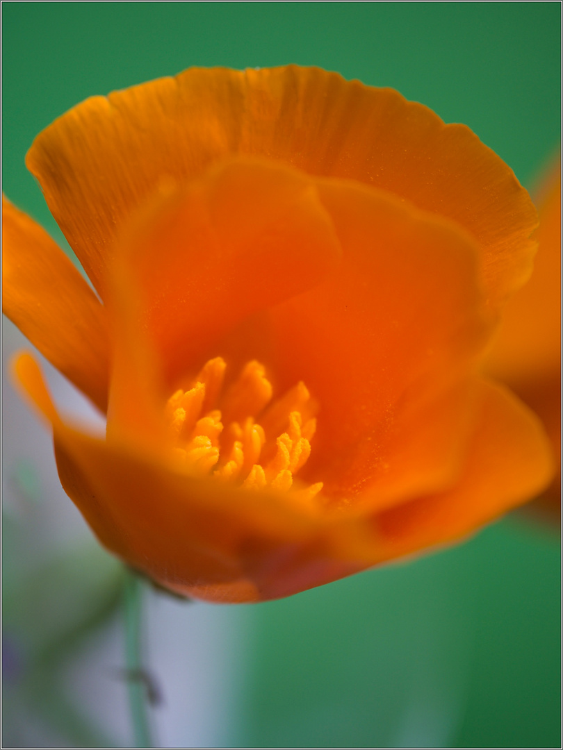 Eschscholzia californica