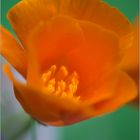 Eschscholzia californica