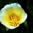 Eschscholzia californica