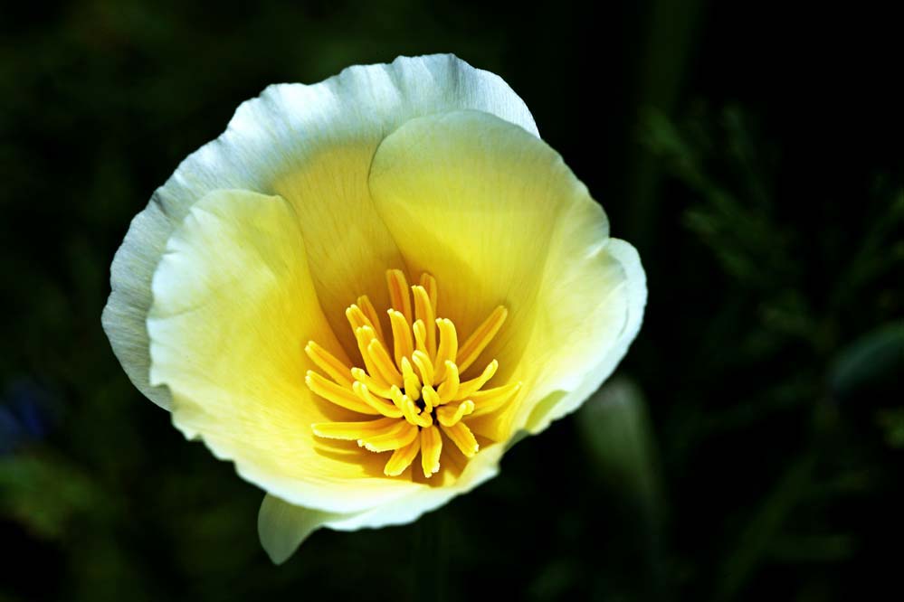 Eschscholzia californica