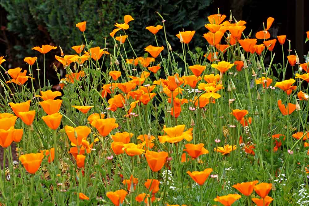 Eschscholzia californica