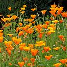 Eschscholzia californica