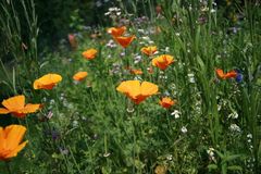 eschscholzia californica [kalifornischer mohn]