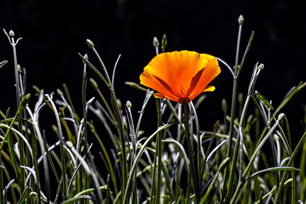 Eschscholzia californica + Lavandula angustifolia