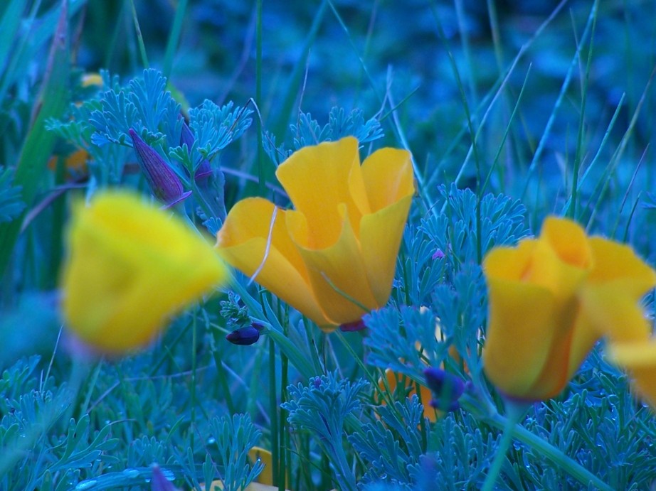 Eschscholzia californica recorded by malfunctioning Kodak