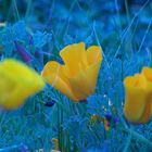 Eschscholzia californica recorded by malfunctioning Kodak